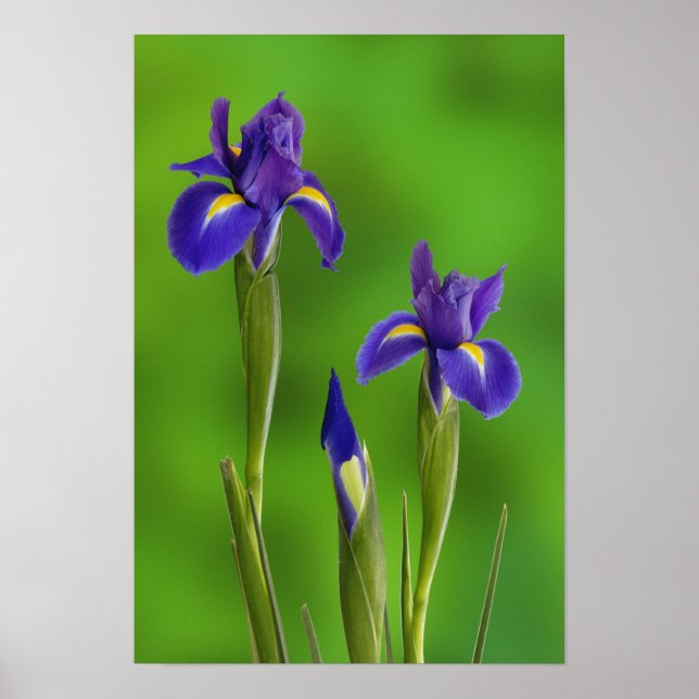 Póster Flores de Iris (Frente)