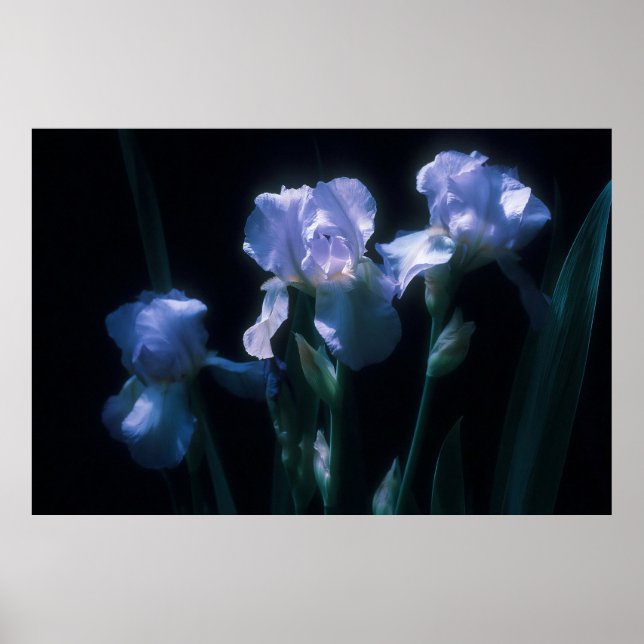 Póster Flores de Iris al Crepúsculo (Frente)