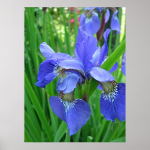 Póster Flores de iris azules de primavera y hojas verdes