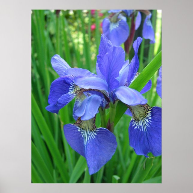 Póster Flores de iris azules de primavera y hojas verdes (Frente)