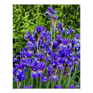 Póster Flores De Iris Púrpura Cerca De La Acera