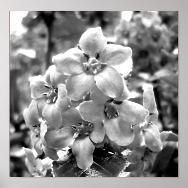 Póster Flores de Irlanda (Frente)