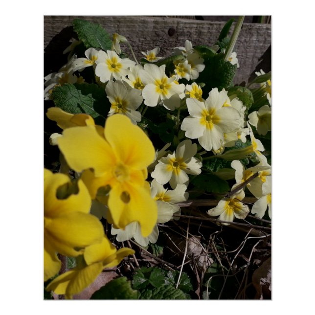 Póster Flores de jardín blancas y amarillas (Anverso)