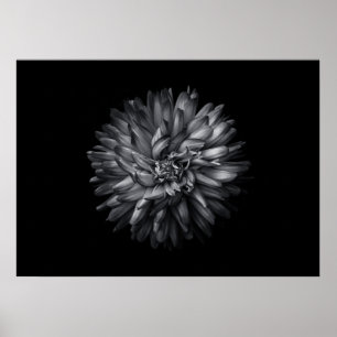 Póster Flores de jardín en blanco y negro 20