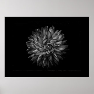 Póster Flores de jardín en blanco y negro nº 20 borde