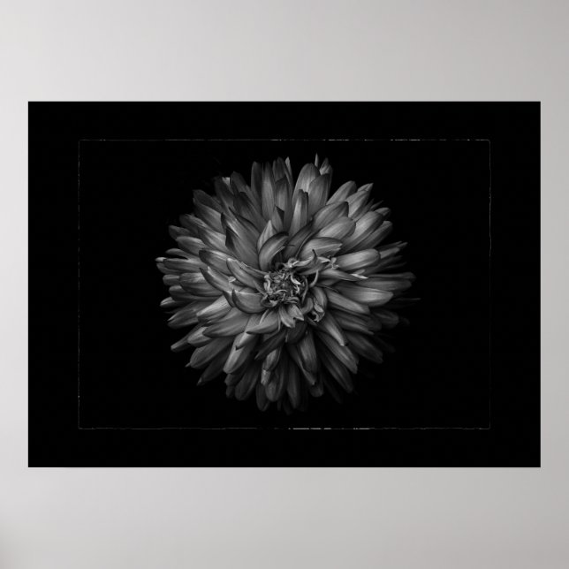 Póster Flores de jardín en blanco y negro nº 20 borde (Frente)