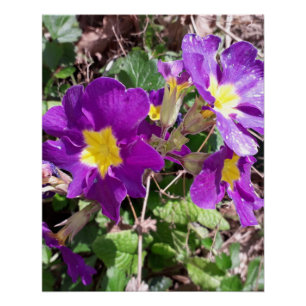 Póster Flores de jardín morado