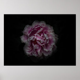 Póster Flores de jardín No 115 Versión en color