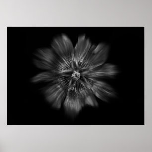Póster Flores De Jardín Trasero En Blanco Y Negro No 22 F