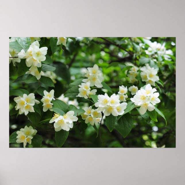 Póster Flores de jazmín en el jardín (Frente)