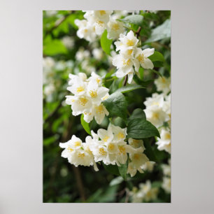 Póster Flores de jazmín en el jardín
