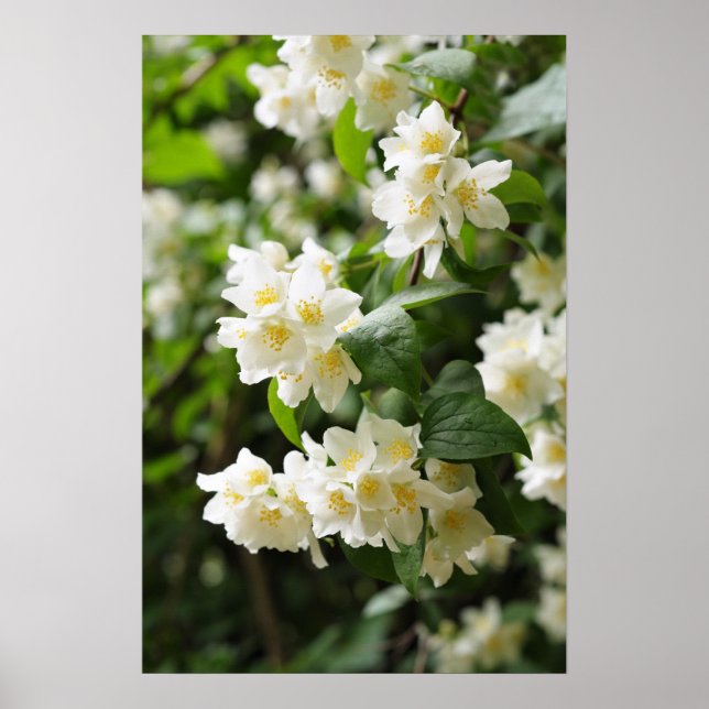 Póster Flores de jazmín en el jardín (Frente)