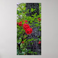 Flores de la Azalea Roja