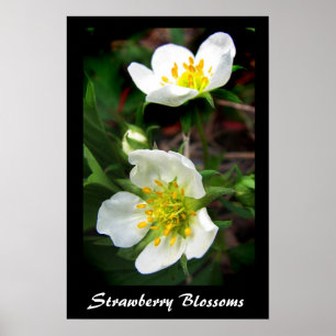 Póster Flores de la fresa