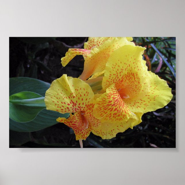 Póster Flores de la isla (Frente)