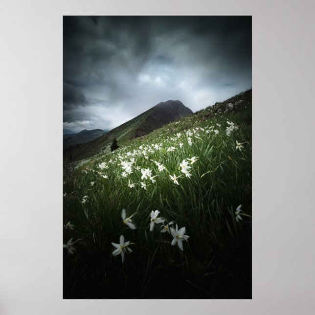 Póster Flores de la montaña Golica y Narciso (Frente)