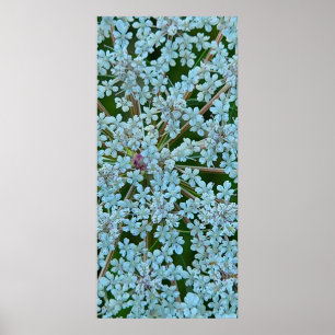 Póster Flores de la Zanahoria Silvestre