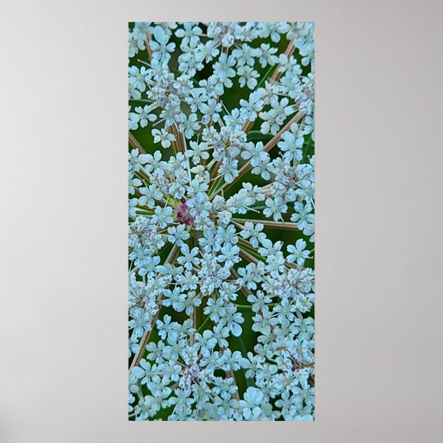 Póster Flores de la Zanahoria Silvestre (Frente)