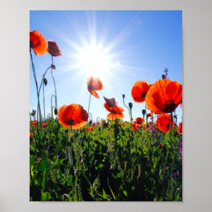 Póster Flores de lapachos rojos salvajes