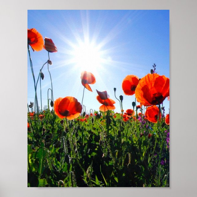 Póster Flores de lapachos rojos salvajes (Frente)