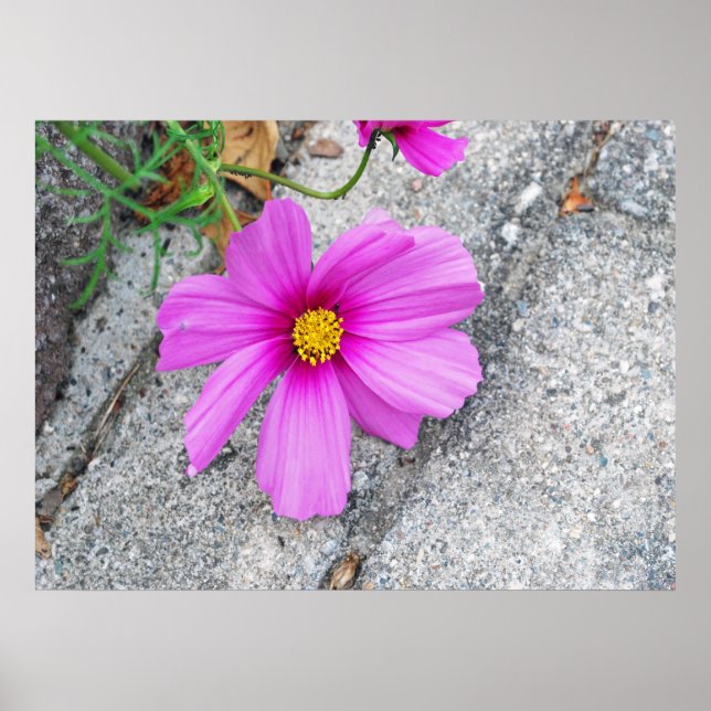 Póster Flores de lavanda con citas Inspiradoras (Frente)