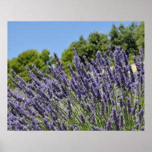 Póster Flores de lavanda en campo en verano, Provenza