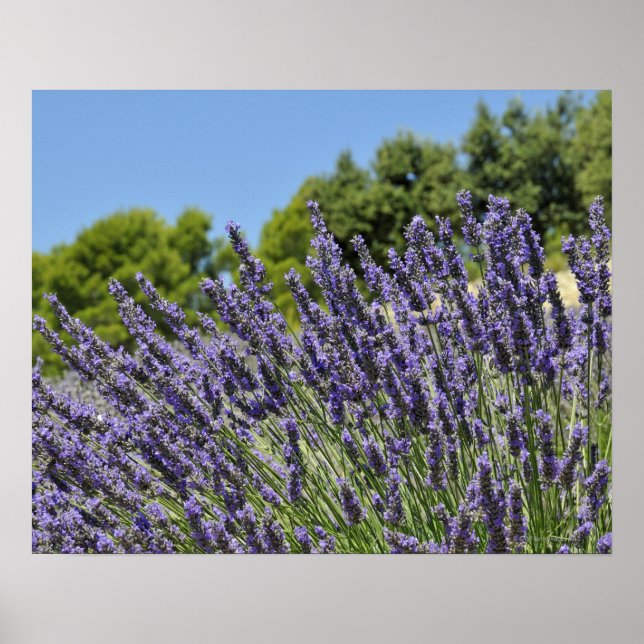 Póster Flores de lavanda en campo en verano, Provenza (Frente)