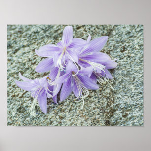 Póster flores de lavanda hosta en plena floración