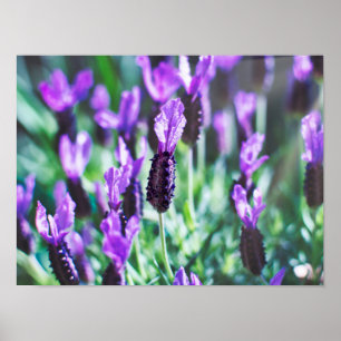 Póster Flores de lavanda púrpura