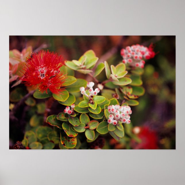 Póster Flores de Lehua en volcanes de Hawaii (Frente)