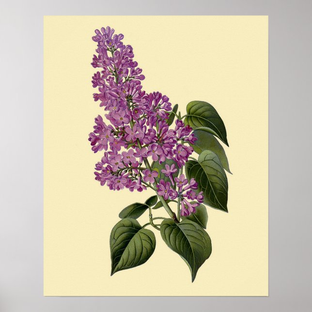 Póster Flores de Lila Vintage (Frente)