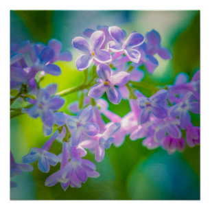 Póster Flores de Lilac Púrpura
