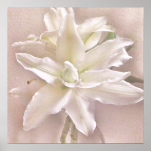 Póster Flores de Lilio Enrojecen