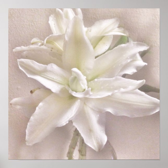 Póster Flores de Lilio Enrojecen (Frente)
