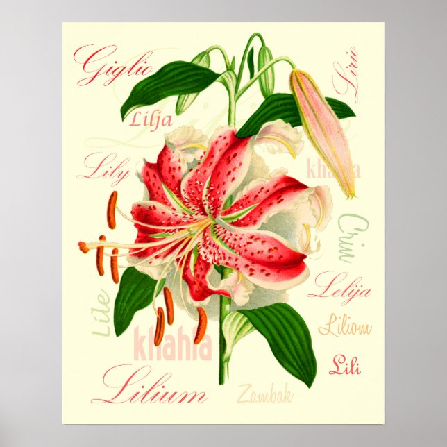 Póster Flores de lirio (Frente)