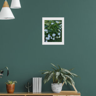 Póster Flores de Lirio de Calla Blanco