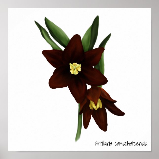Póster Flores de lirio de chocolate ilustradas (Frente)