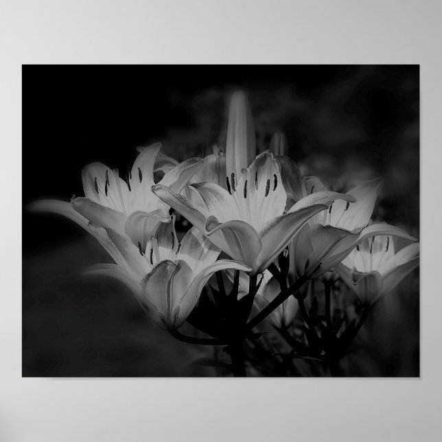 Póster Flores De Lirio En Blanco Y Negro (Frente)