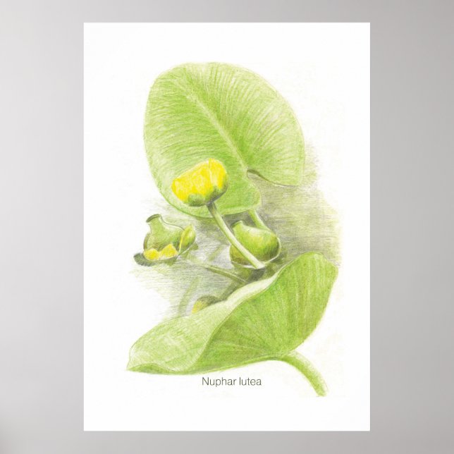 Póster Flores de lirios (Frente)