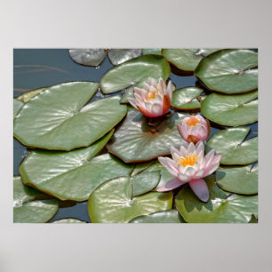 Póster flores de loto