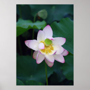 Póster Flores de loto rosadas tomadas de un parque