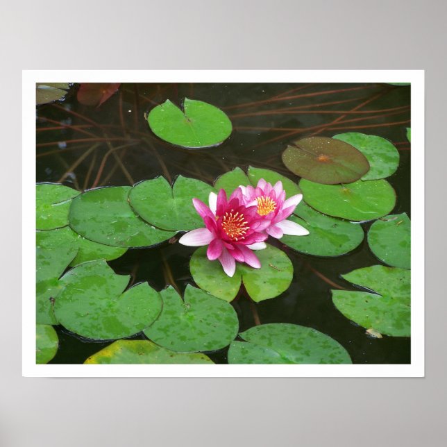Póster Flores de Lotus (Frente)