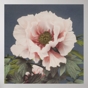 Póster Flores de Lotus de Ogawa Kazumasa (1887-1897)