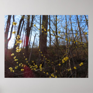 Póster Flores de luciérnagas en primavera