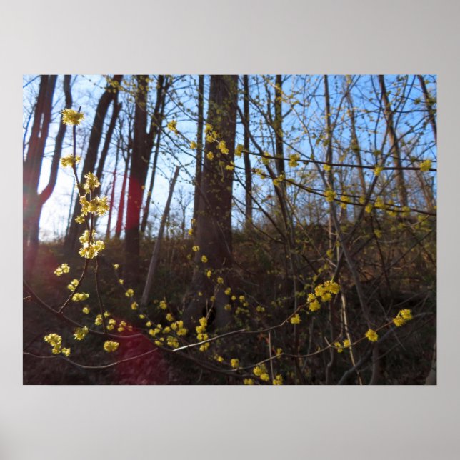 Póster Flores de luciérnagas en primavera (Frente)