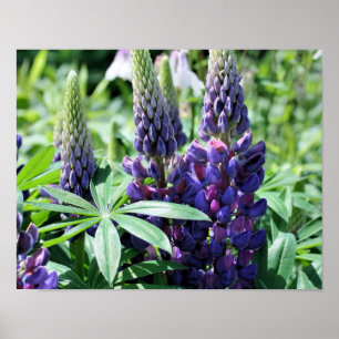 Póster Flores de Lupine Púrpura