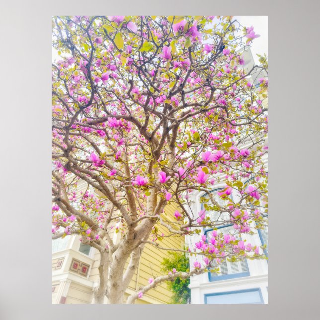 Póster Flores de Magnolia  (Frente)