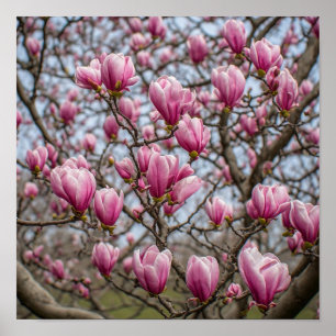 Póster Flores de Magnolia Rosa Elegantes