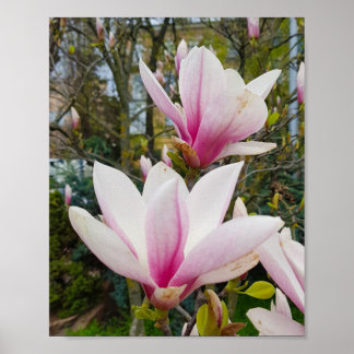 Póster Flores de magnolia rosada grandes que florecen