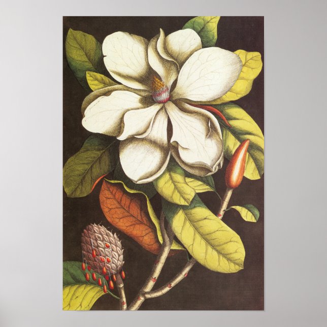 Póster Flores de Magnolia Vintage con Semillas (Frente)